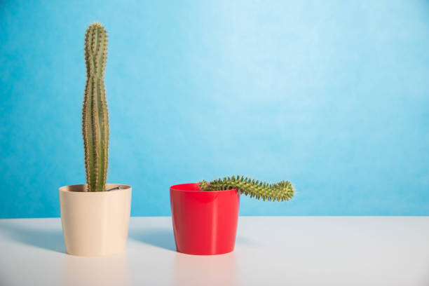 Two pots red and white with a large and a small cactus on a blue background. The concept of drugs to improve erection and libido. Viagra, men's health.